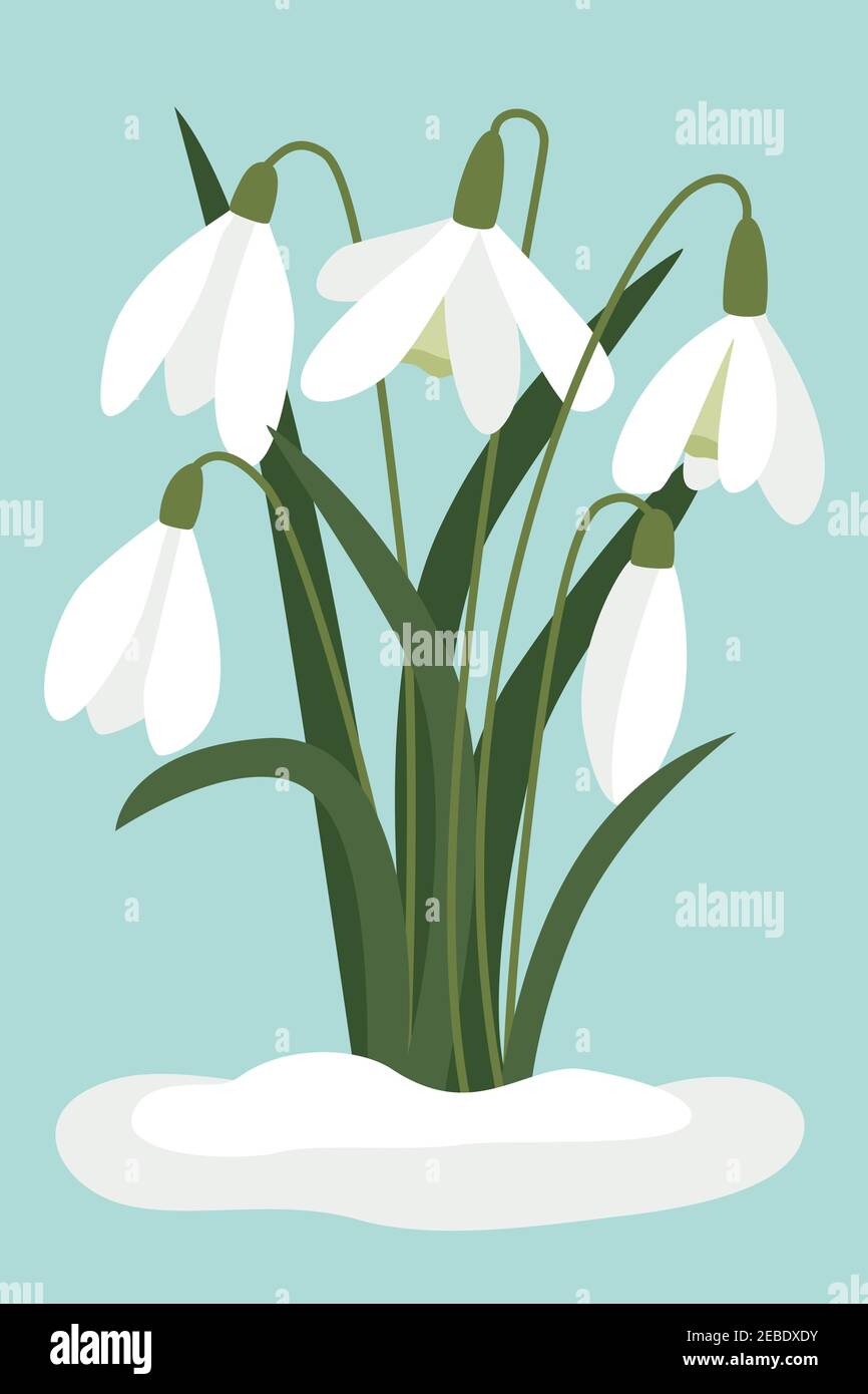 Chutes de neige dans la neige. Vecteur, petites fleurs blanches. Le symbole de l'arrivée du ressort. Les premières fleurs, délicates fleurs de forêt légère. Ob. Isolé Illustration de Vecteur