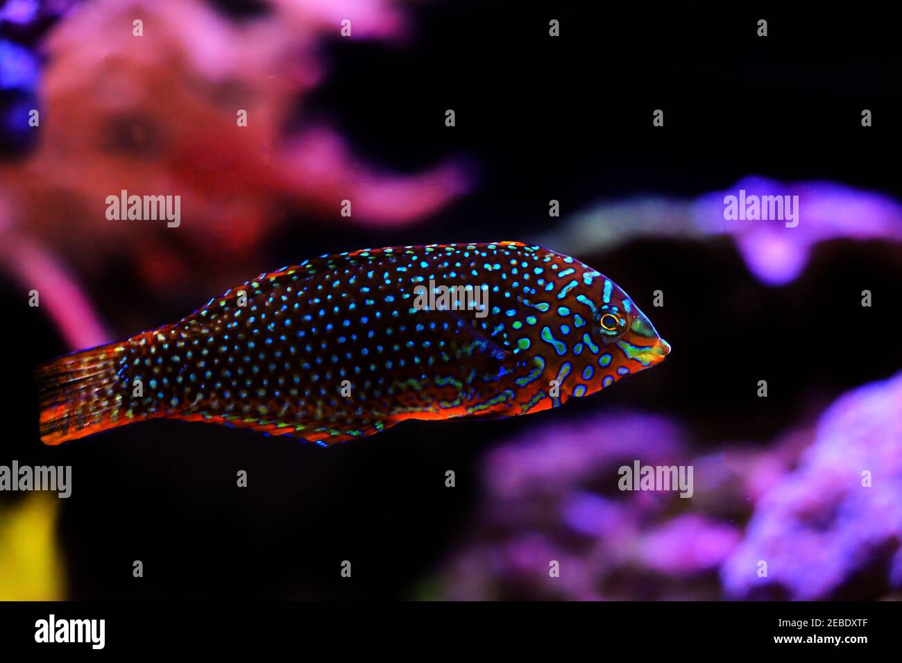 Wrasse léopard ornée - (Matropharyngodon ornatus) Banque D'Images