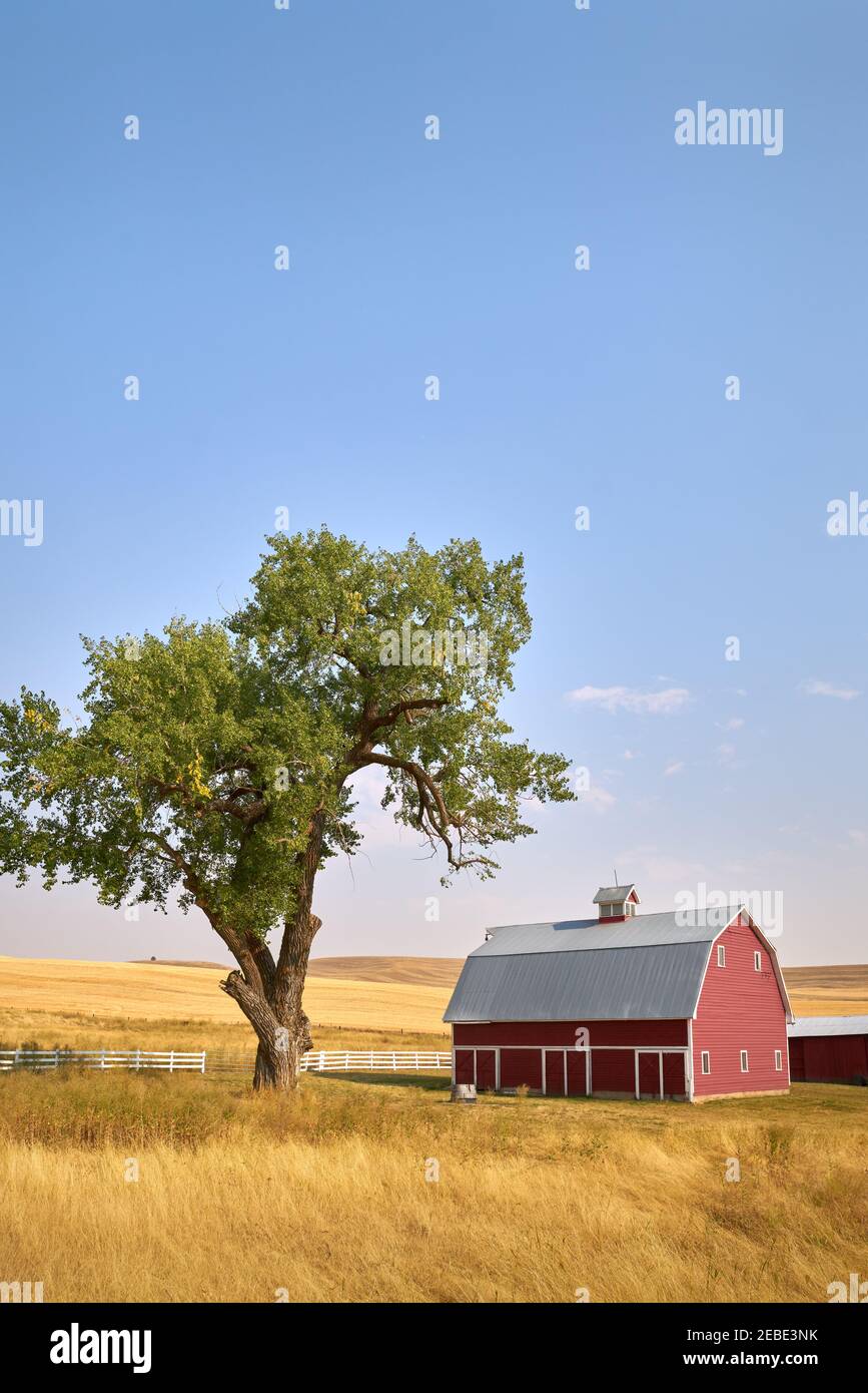 Red Barn Tree et Sunshine vertical. Une grange rouge vif sur une colline au soleil. Etat de Washington, Etats-Unis. Banque D'Images