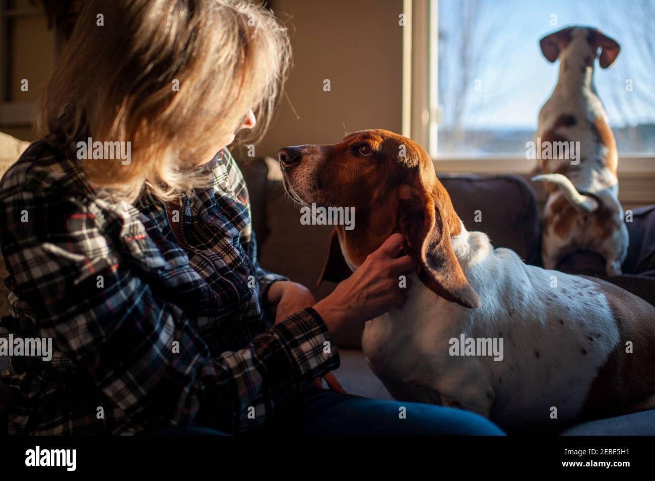 Femme 50-60 ans animaux Basset chien courant sur un canapé à la maison Banque D'Images