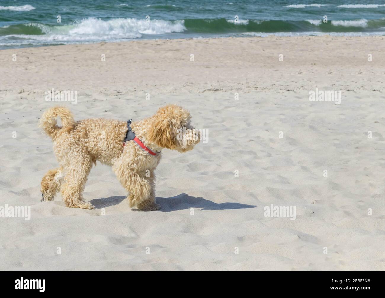 Goldendoodle chien en profil sur la plage de sable près de la mer ondulée. Chien beige de couleur beige sur une côte de sable beige de couleur similaire. Chien de race croisée, obtenu par bree Banque D'Images