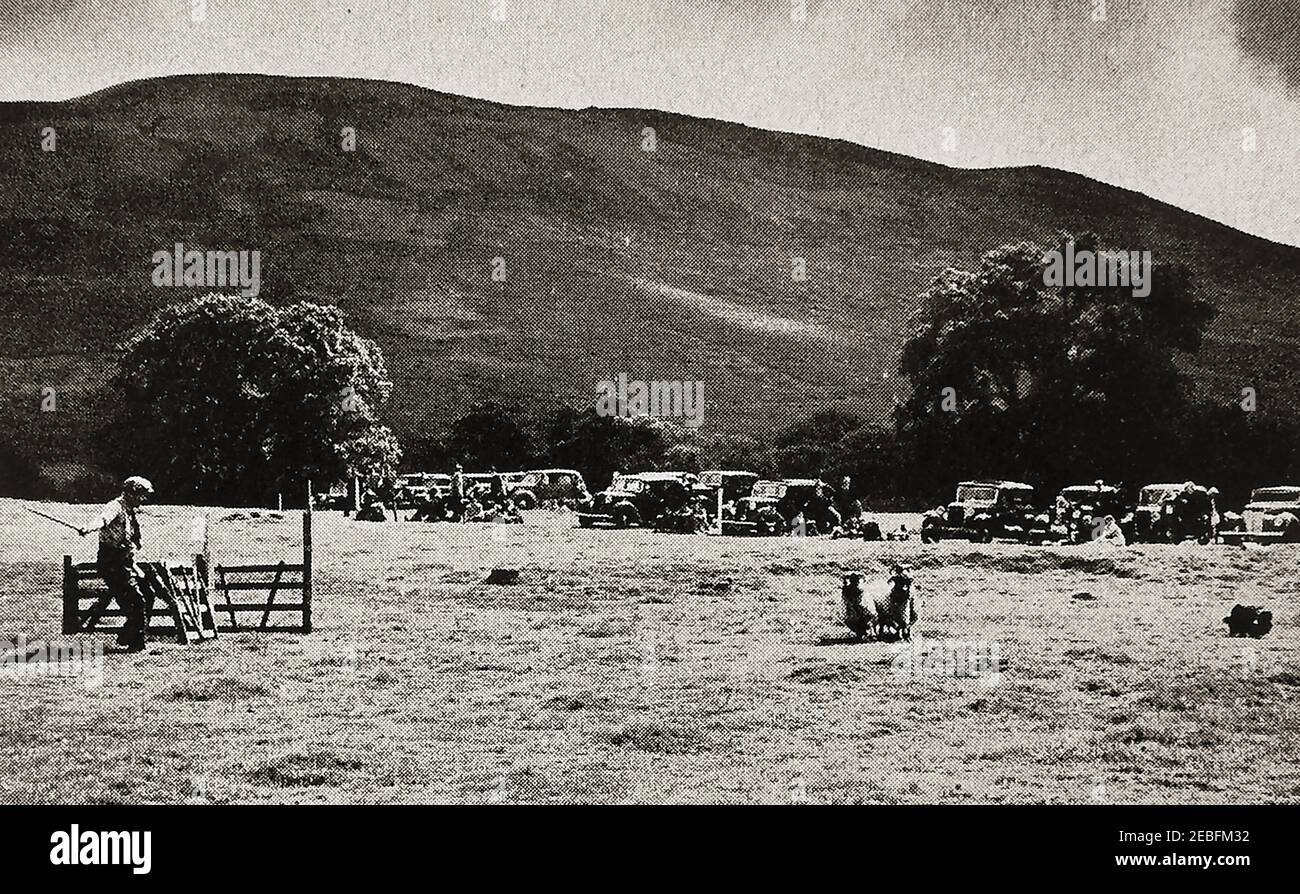 Une photographie de presse des premiers essais de chiens de berger traditionnels à Westmorland, en Angleterre. Les vieux véhicules suggèrent que la photo a été prise à la fin des années 1940 ou très au début des années 1950. On dit que les essais de chiens de berger se seraient propagé à Wanaka, en Nouvelle-Zélande, en 1867 et ont été rapidement adoptés en Grande-Bretagne dans les années à venir. (La première a eu lieu à Bala, au pays de Galles, le 9 octobre 1873, organisé par Richard John Lloyd Price, squire of Rhiwlas Estate ). Banque D'Images