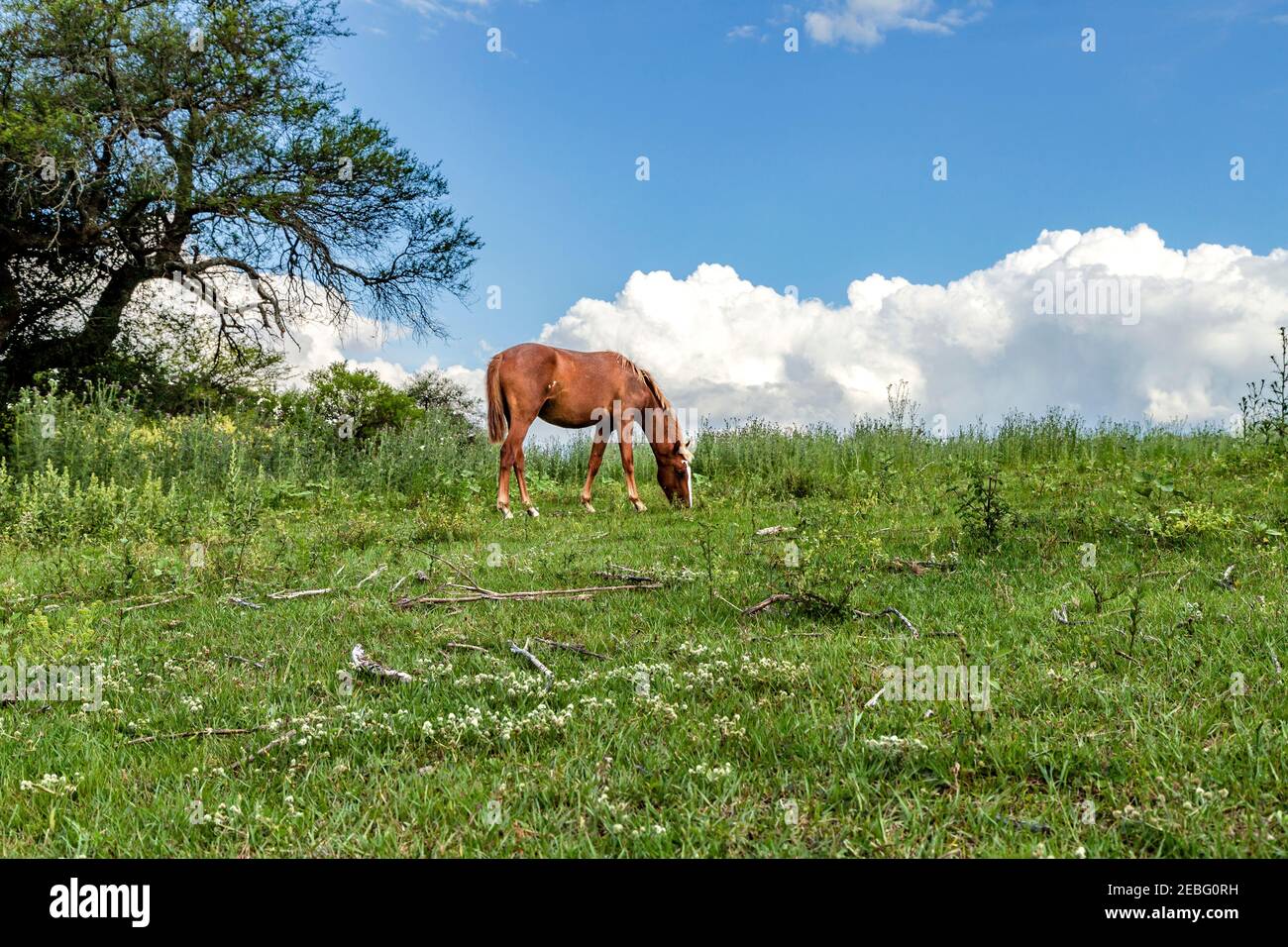 Un cheval brun qui broutage dans la prairie des pampas argentins. Le ciel avec des nuages en arrière-plan. Banque D'Images
