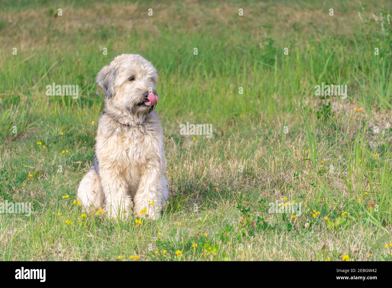 Wheaten Terrier à revêtement doux a ouvert la bouche entre les fleurs jaunes sur l'herbe verte. Terrier de petit-lait irlandais à revêtement doux langue proéminente sur la prairie Banque D'Images