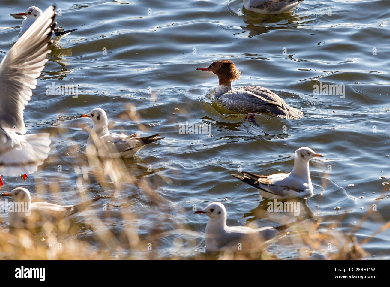 Merganser commun nageant parmi les goélands à tête noire. Également connu sous le nom de Goosander. Banque D'Images Merganser commun nageant parmi les goélands à tête noire. Également connu sous le nom de Goosander. Banque D'Images