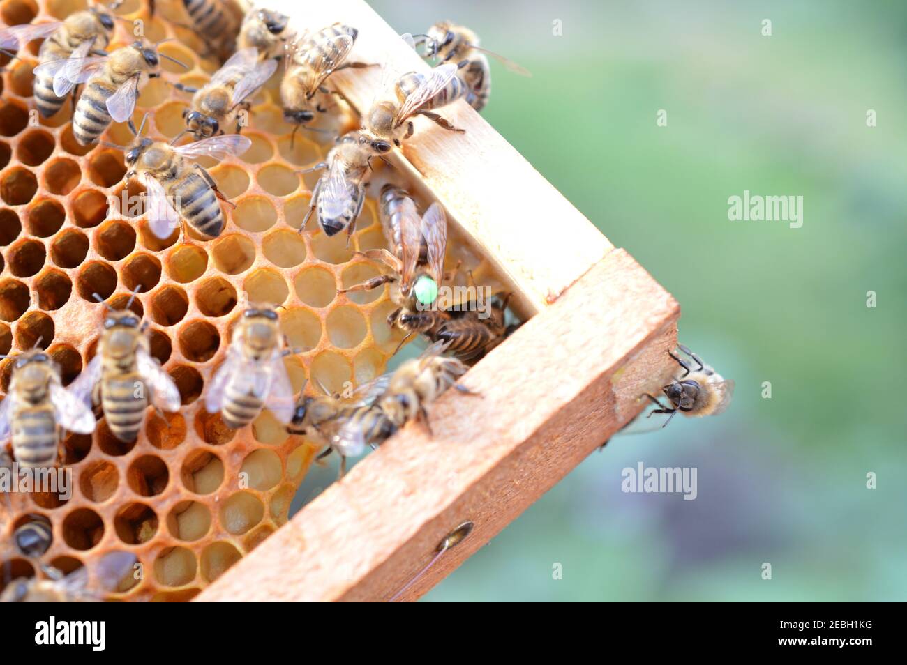 Buckfast queen Bee marqué d'un point vert pour l'année 2019 dans la ruche d'abeille avec son Carnica mélange de lignées abeille filles Banque D'Images
