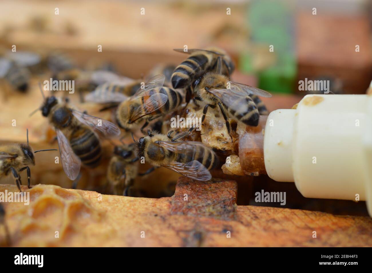 midwifes d'abeille aidant leur reine tout en éclosant de artificiel grande cellule Banque D'Images