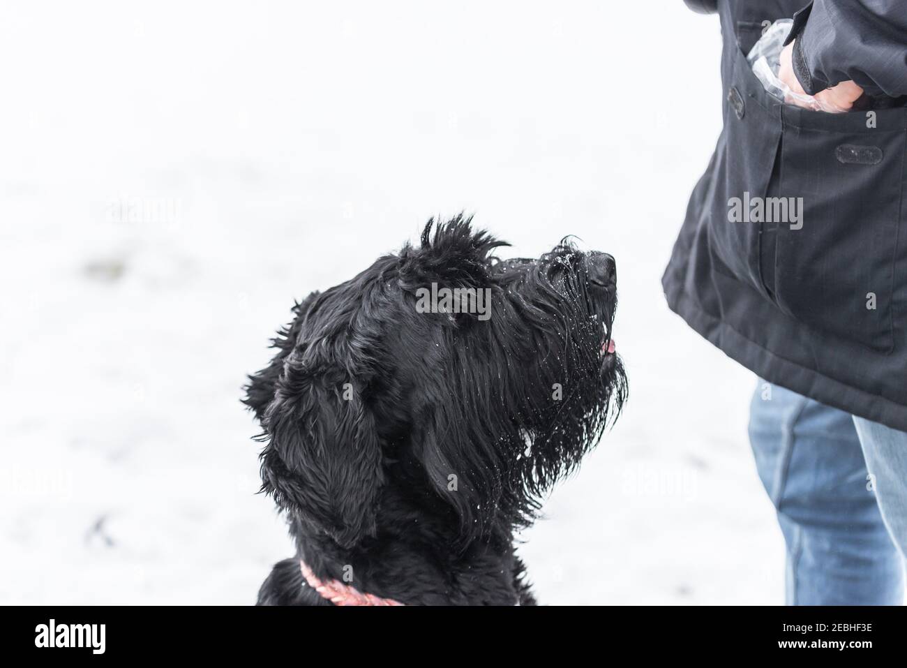 Chien géant schnauzer avec sac de maître de reniflage de fourrure noire en attente de récompense pour le bon comportement en hiver avec la neige par temps de brouillard, Allemagne Banque D'Images