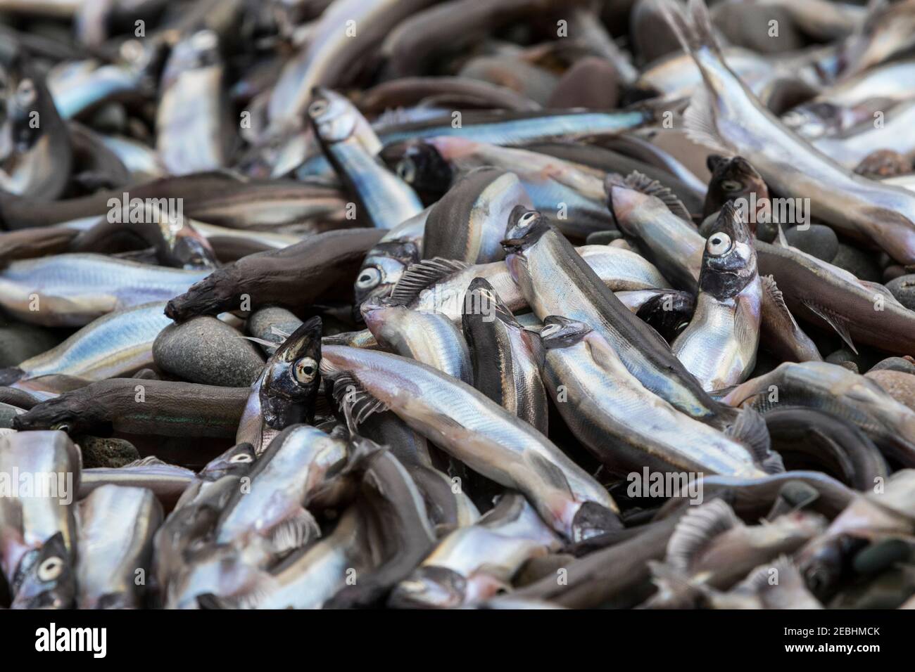 Le capelan échoués sur la plage rocheuse, de la nourriture pour les baleines et les oiseaux de mer, plage de Saint Vincent, Saint Vincent, Terre-Neuve, Canada Banque D'Images