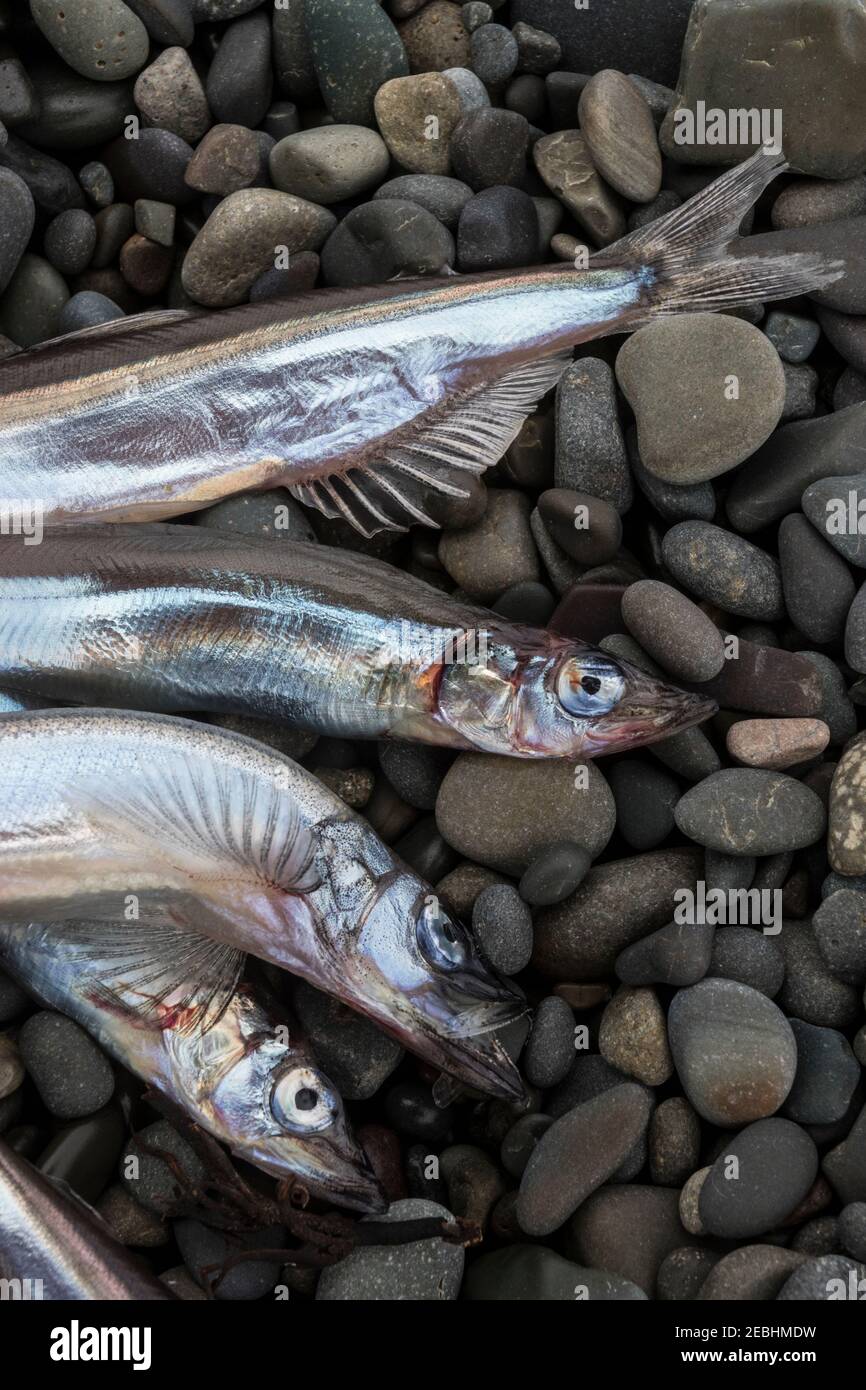 Le capelan échoués sur la plage rocheuse, de la nourriture pour les baleines et les oiseaux de mer, plage de Saint Vincent, Saint Vincent, Terre-Neuve, Canada Banque D'Images