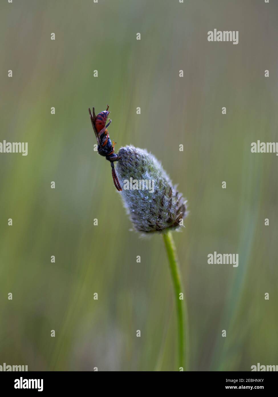 guêpe perchée sur une fleur. Perchée en position verticale. Photographie macro. Mise au point sélective. Banque D'Images