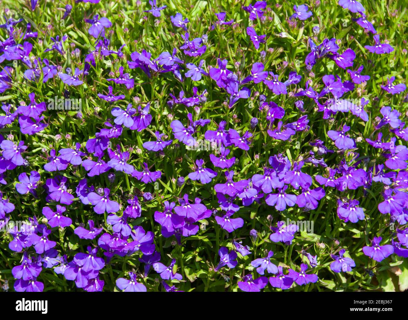 Lovelia, Lobelia erinus 'Blue Moon', à l'arboretum Mercer, au printemps, Texas. Banque D'Images