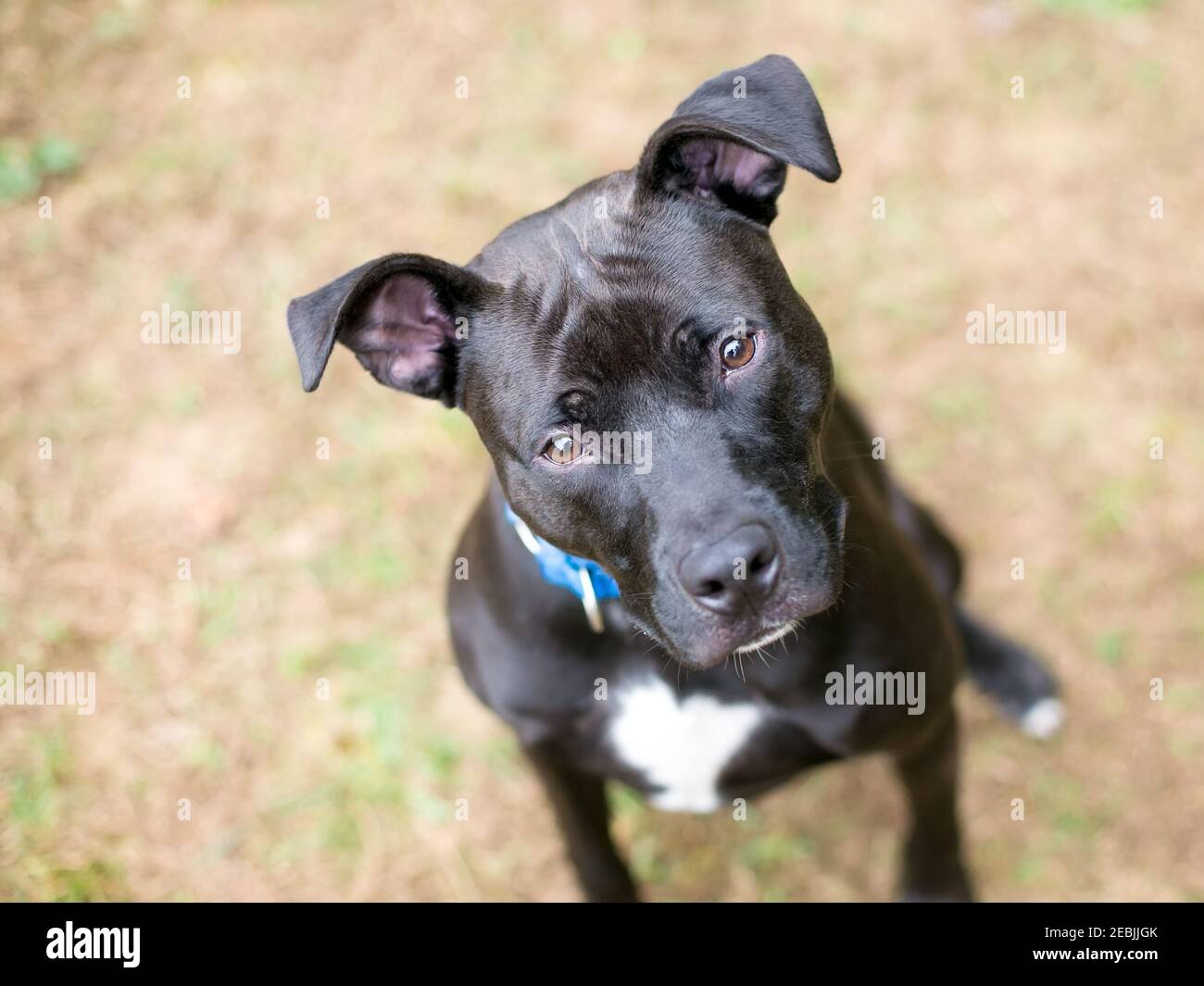 Un chien de race mixte Pit Bull noir et blanc avec grandes oreilles de disquette regardant vers le haut de la caméra avec un inclinaison de la tête Banque D'Images