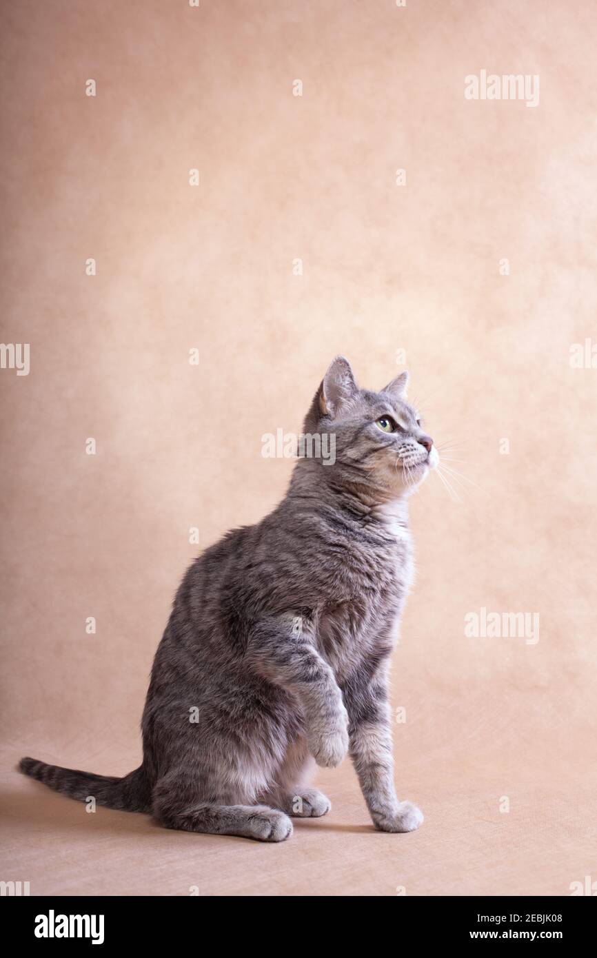 Patte Assise Levee Banque D Image Et Photos Alamy Patte Assise Levee Banque D Image Et Photos Alamy