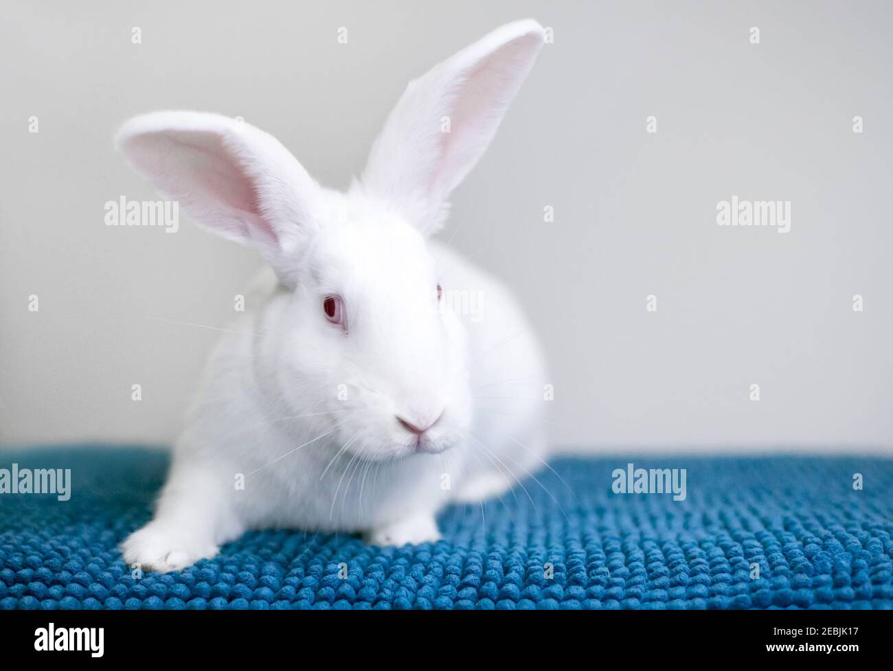 Un lapin américain blanc aux yeux roses assis sur un couverture bleue Banque D'Images