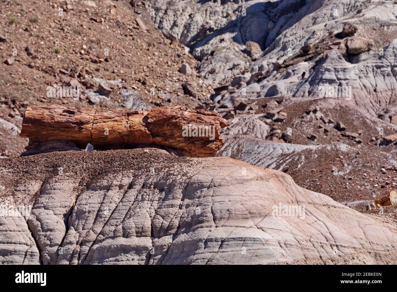 À Whipple point, dans le parc national de la forêt pétrifiée, dans les comtés de Navajo et d'Apache, dans le nord-est de l'Arizona, il y a de grands gisements de bois pétrifié. Banque D'Images