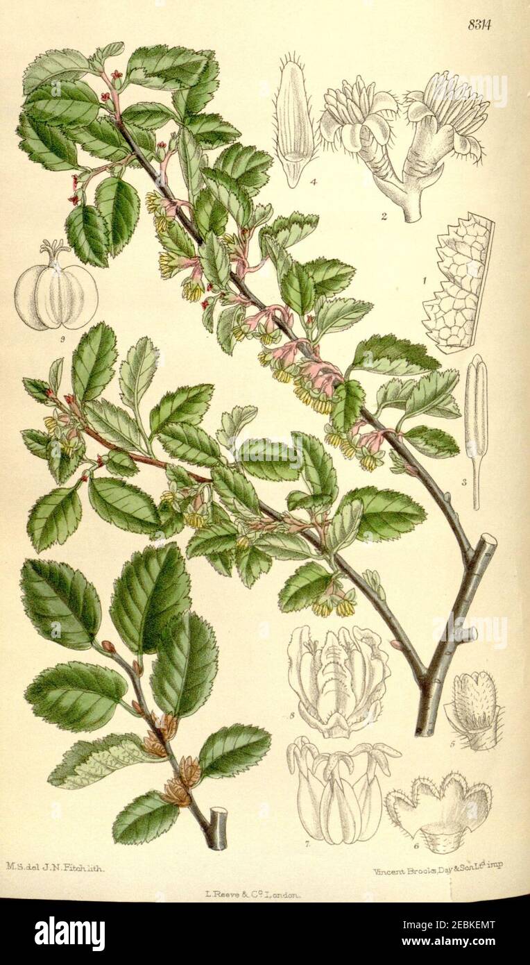 Nothofagus antarctique uliginosa 136-8314. Banque D'Images