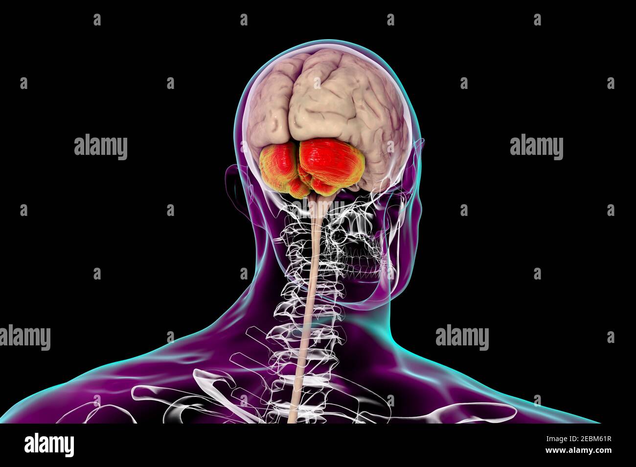 Cerveau humain avec cervelet mis en évidence, illustration Banque D'Images