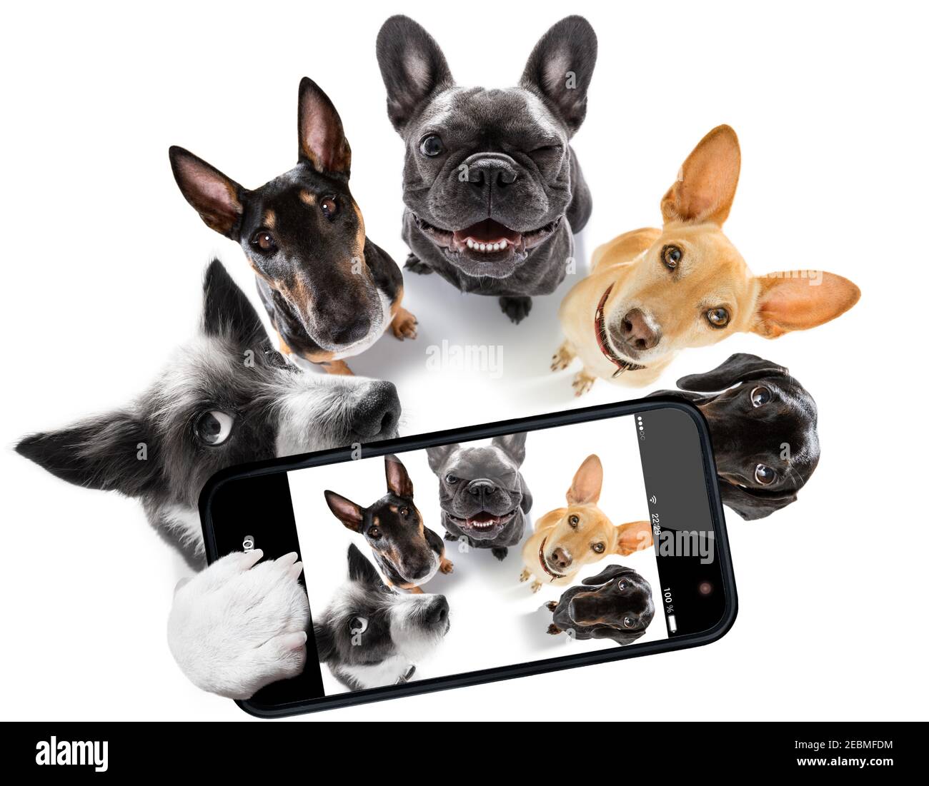 groupe d'équipe de chiens prenant un selfie isolé sur fond blanc, sourire et bonne photo Banque D'Images