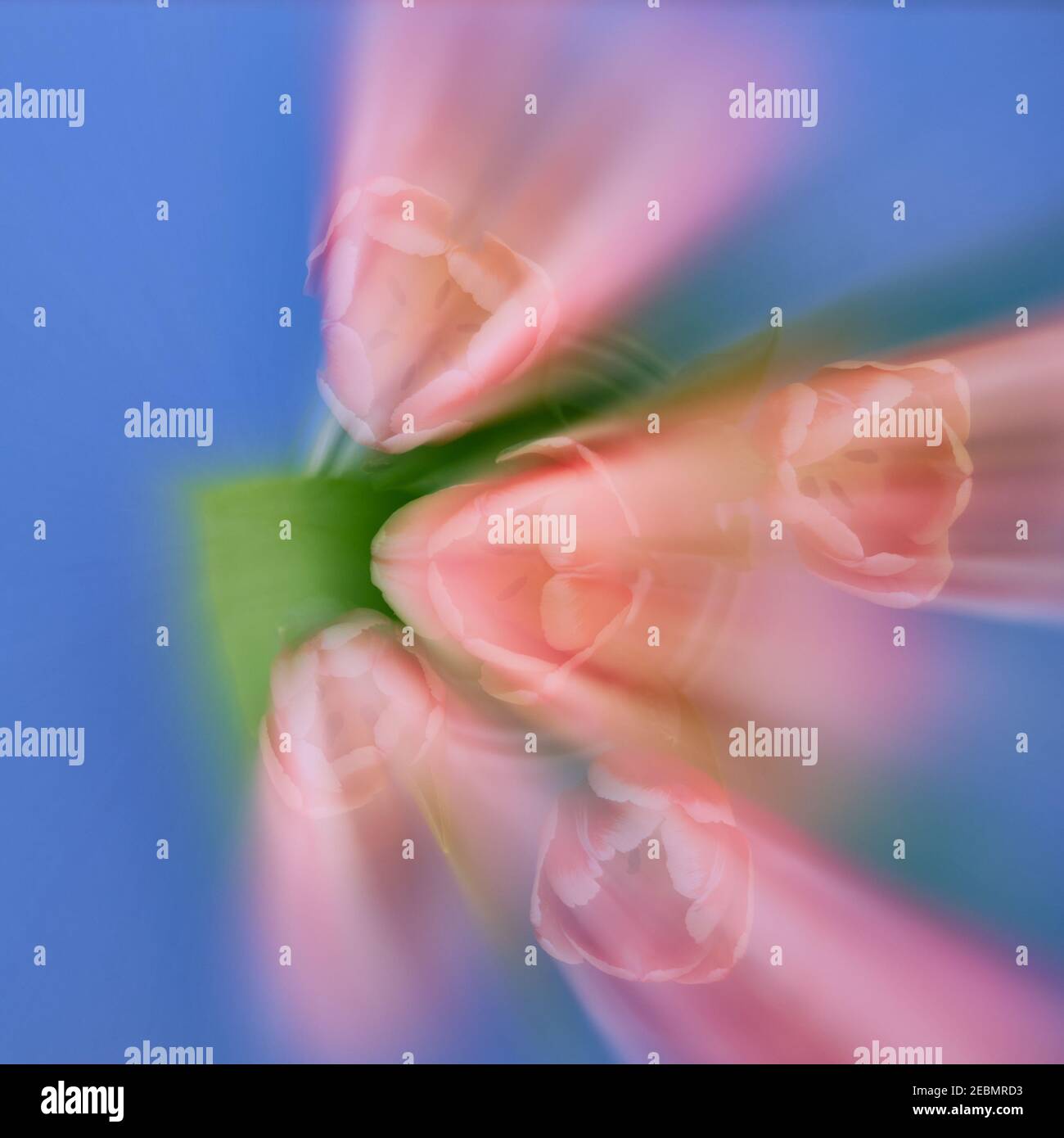 La rafale de zoom décentrée crée un résumé des tulipes en train de rationner d'un côté. Le rouge, le vert et le bleu dominants créent une triade de couleurs harmonieuse. Banque D'Images