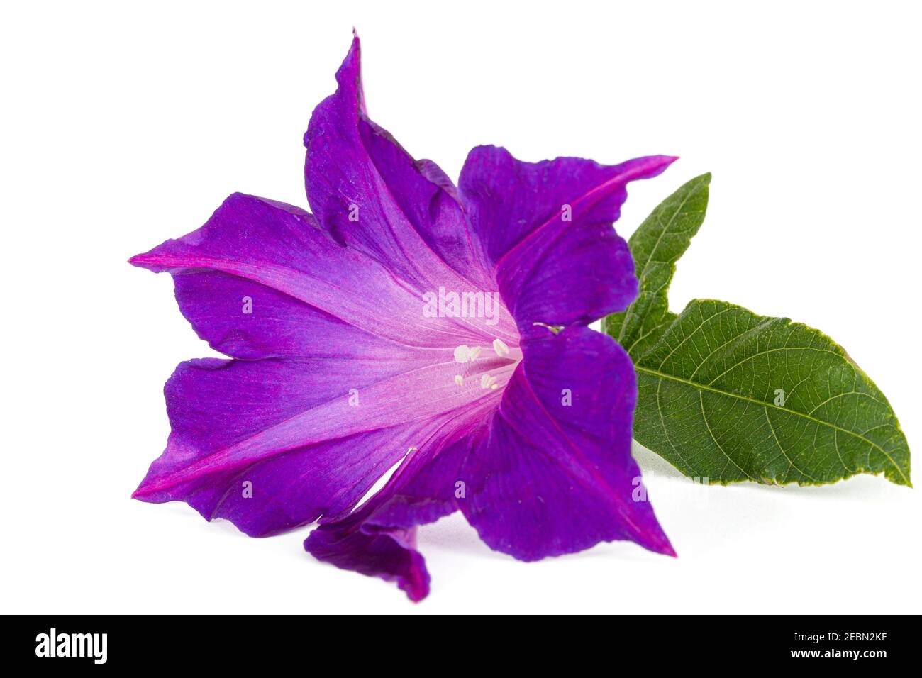 Fleur violette d'ipomoea, gloire du matin japonais, convolvulus, isolée sur  fond blanc Photo Stock - Alamy