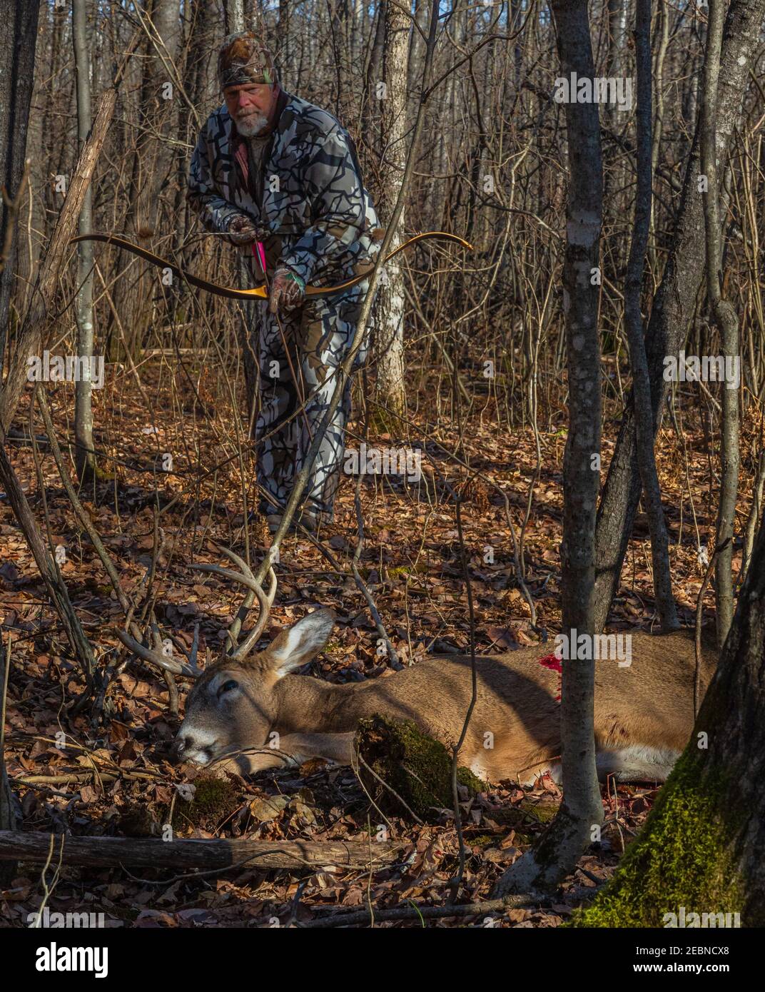 Hunter tenant son arc et sa flèche récursive faits sur mesure alors qu'il approche de sa mort dans le nord du Wisconsin. Banque D'Images