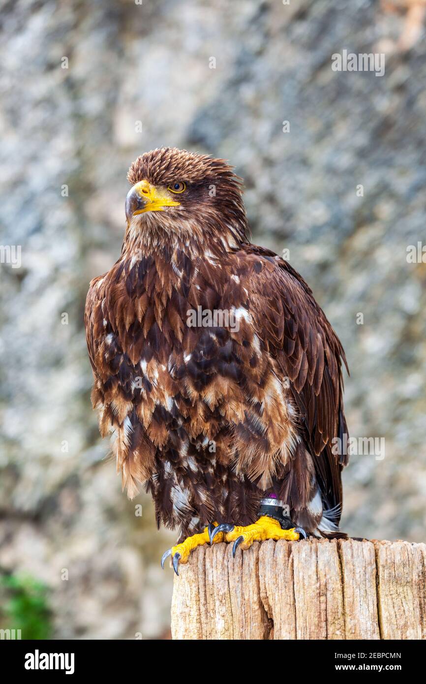 aigle européen avec bec jaune vif et griffes Banque D'Images