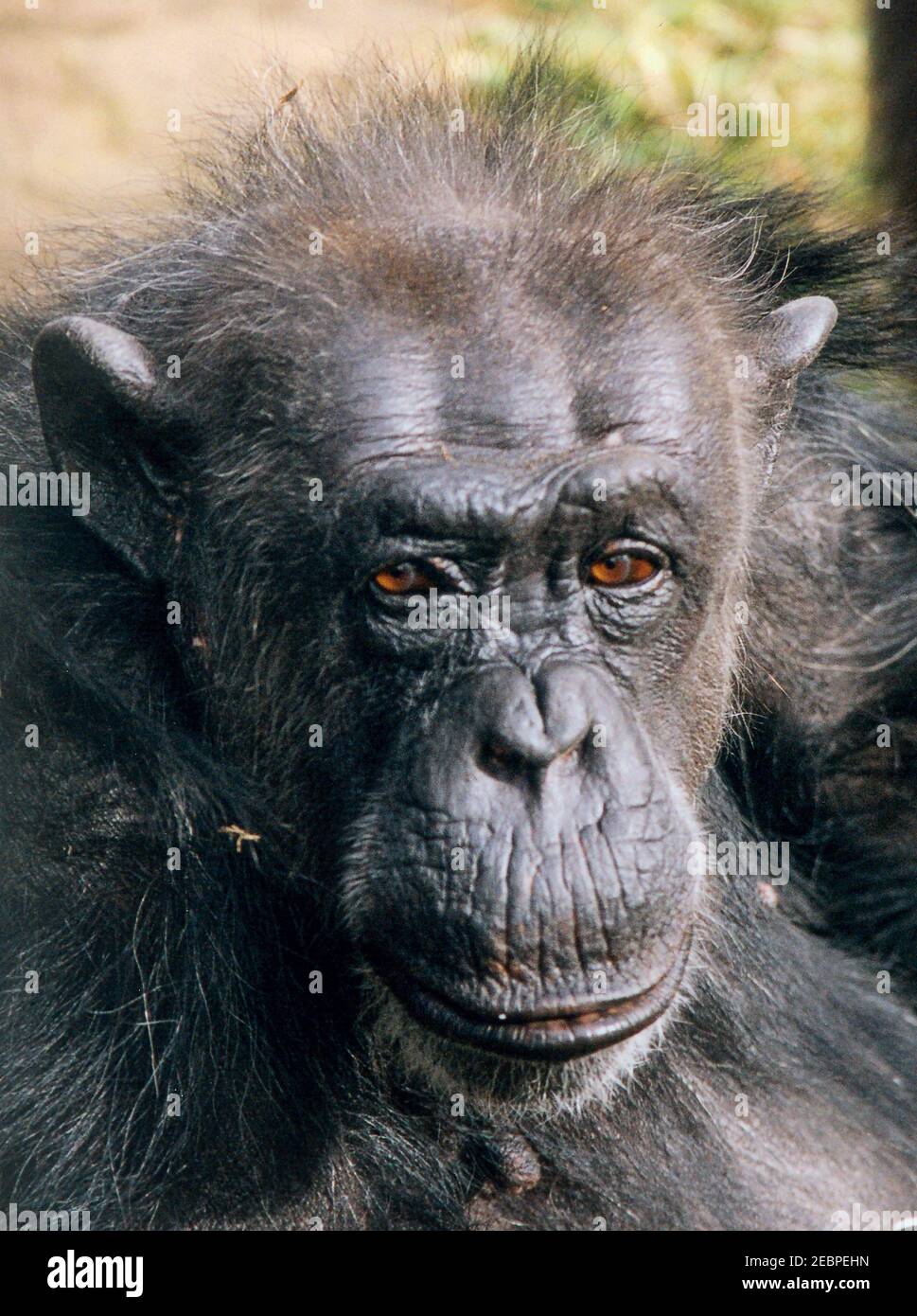 Le chimpanzé, également connu sous le nom de chimpanzé commun, le chimpanzé robuste, ou tout