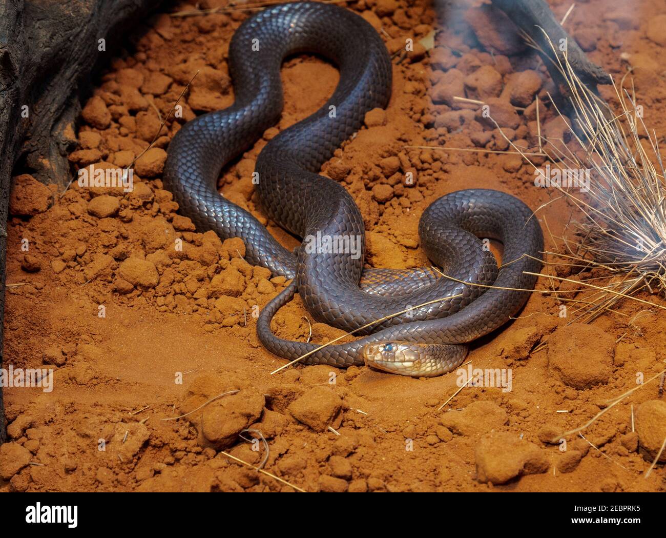 Serpent brun occidental. Pseudonaja nuchalis, communément connu sous le nom de serpent brun du nord ou de gardienne, est une espèce de sna très rapide et très venimeux Banque D'Images