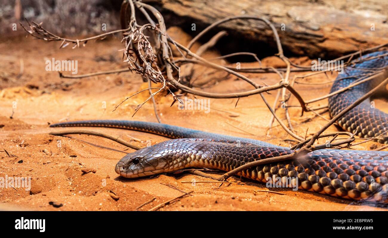 La couleuvre brune (i beleive) (Pseudechis australis) est une espèce de serpent très venimeux de la famille des Elapidés, originaire du nord, de l'ouest et du nord Banque D'Images