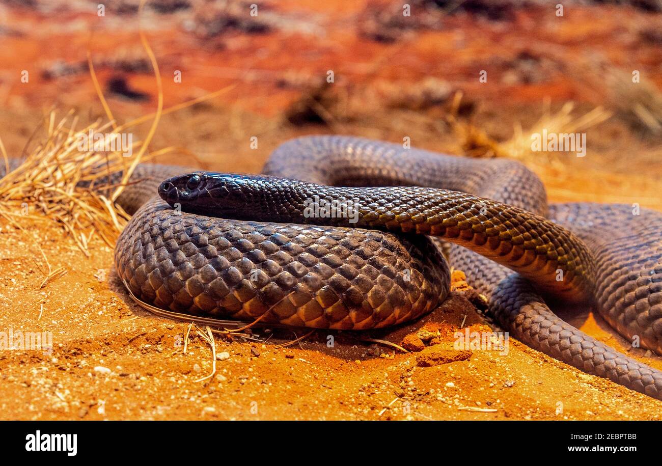 La couleuvre brune de l'est (Pseudonaja textilis), souvent appelée couleuvre brune commune, est un serpent très venimeux de la famille des Elapidés, natif Banque D'Images