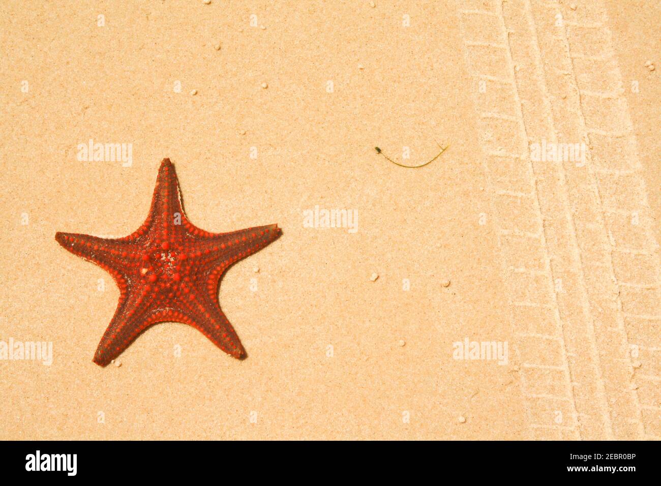 Les étoiles de mer sont des échinodermes en forme d'étoile appartenant à la classe Asteroidea. . Starfish sont également connus sous le nom d'Asteroids en raison d'être dans la classe Banque D'Images