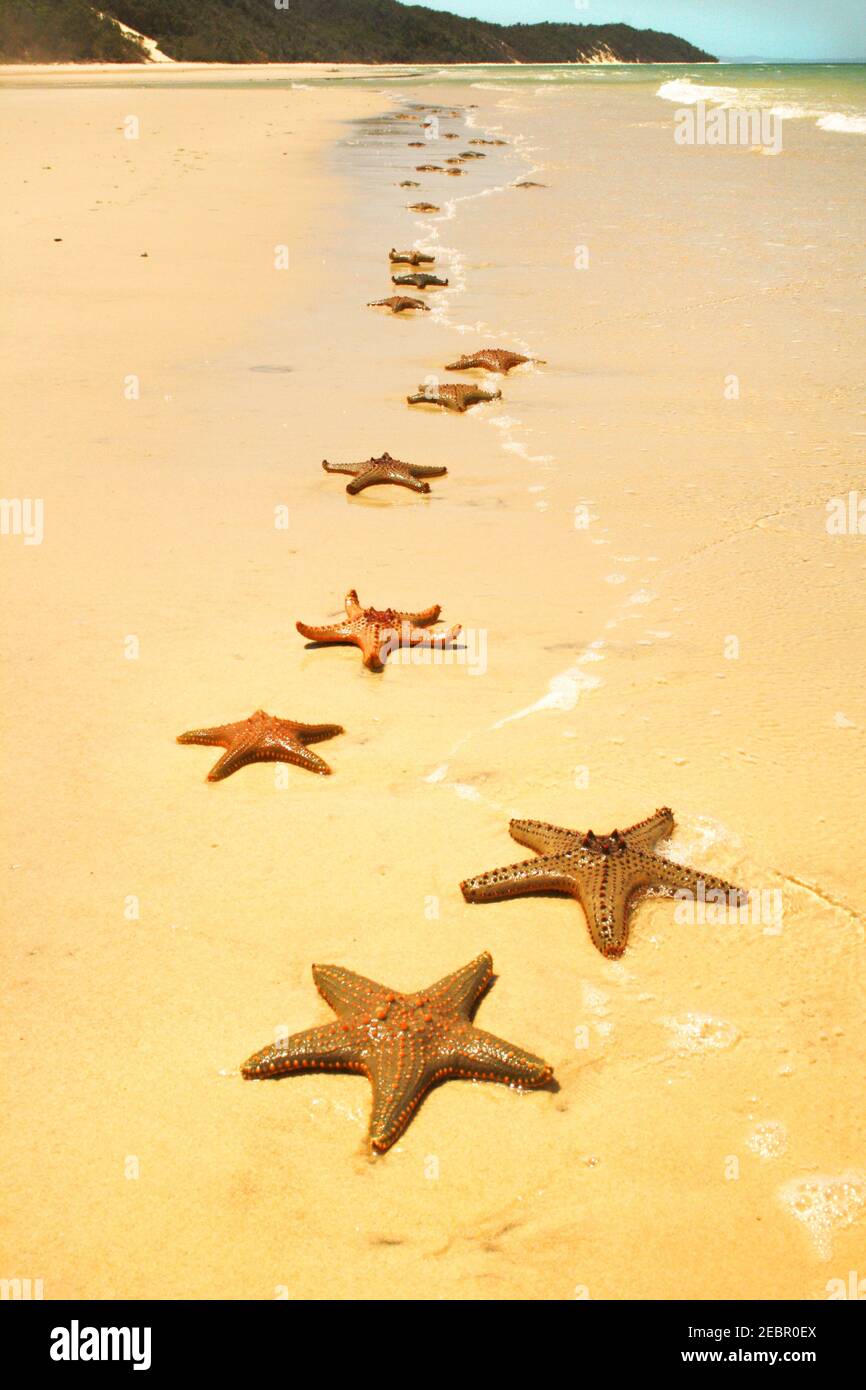 Les étoiles de mer sont des échinodermes en forme d'étoile appartenant à la classe Asteroidea. . Starfish sont également connus sous le nom d'Asteroids en raison d'être dans la classe Banque D'Images