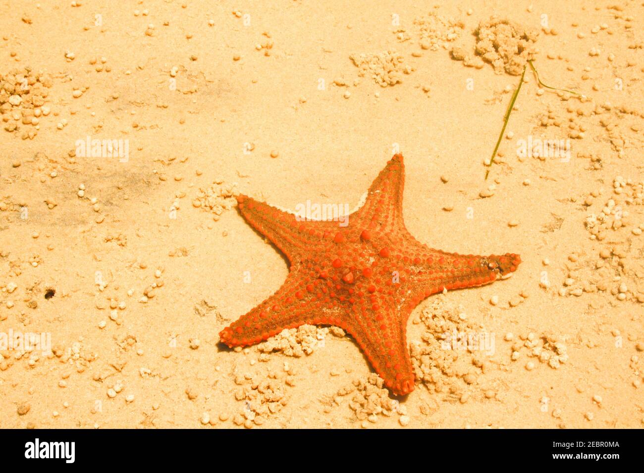 Les étoiles de mer sont des échinodermes en forme d'étoile appartenant à la classe Asteroidea. . Starfish sont également connus sous le nom d'Asteroids en raison d'être dans la classe Banque D'Images