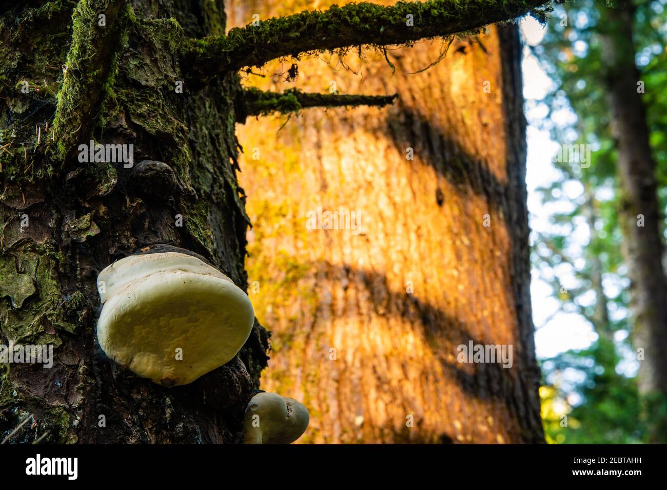 Champignon blanc poussant sur l'arbre Banque D'Images