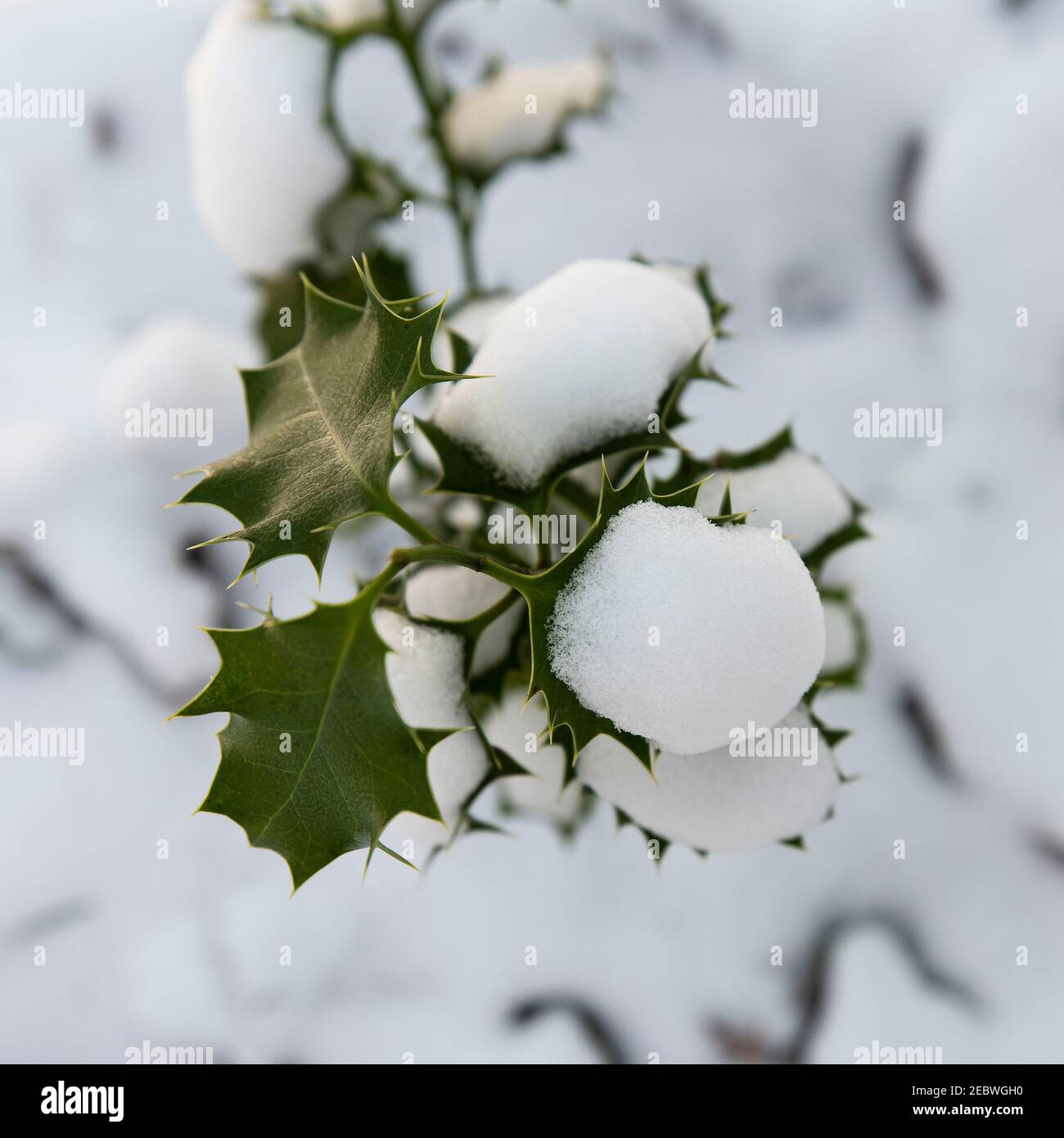 Détail d'une plante houx sous la neige Banque D'Images