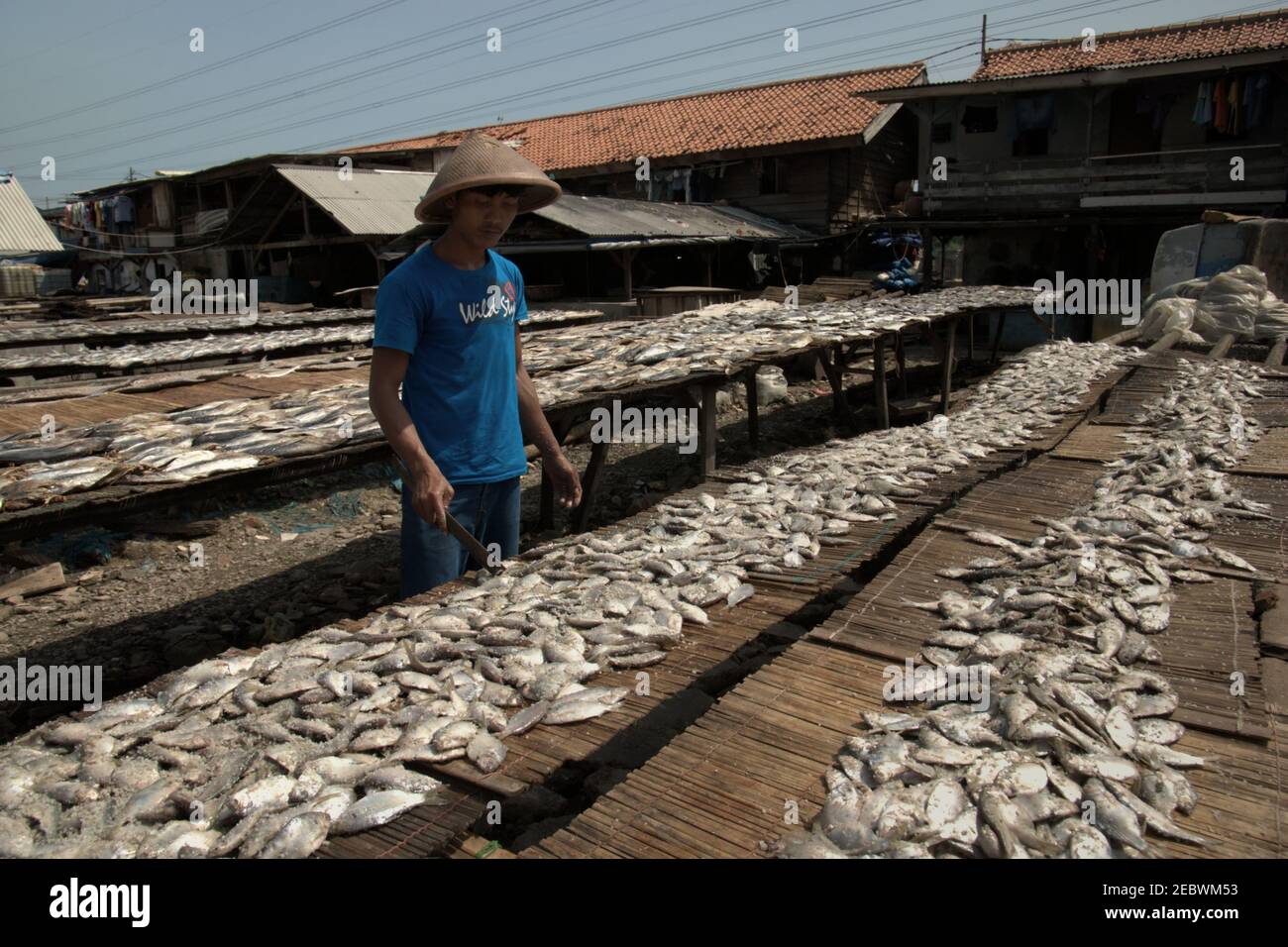 Zone de production de poissons salés à Muara Angke, un village de pêcheurs de la zone côtière de Jakarta, en Indonésie. Banque D'Images