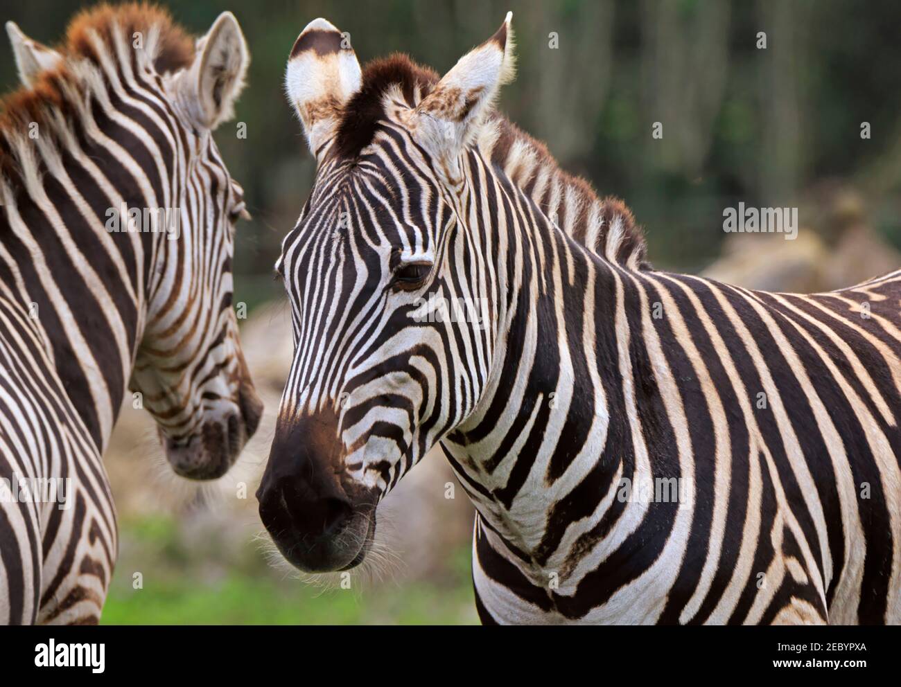 Le zèbre de Grant, Equus quagga boehmi Banque D'Images