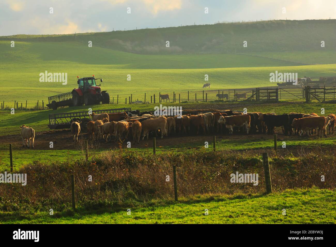 Bovins dans un champ à Gwithian, Cornwall. Les jeunes bovins attendent leur nourriture tôt le matin. Banque D'Images