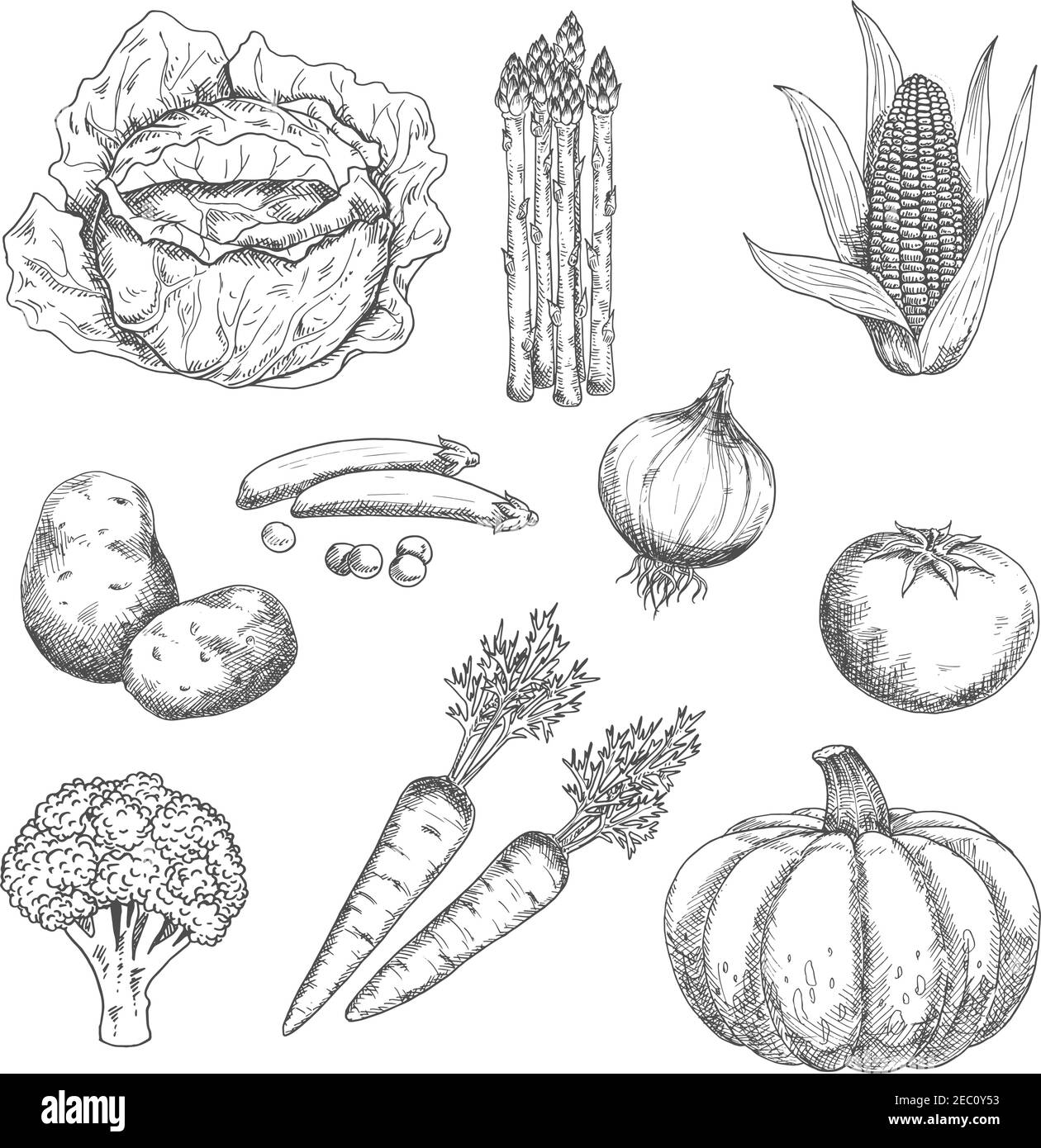 Légumes de ferme croquis stylisés pour livre de recettes à l'ancienne ou dessin de récolte agricole avec tomate et oignon, chou et carotte, pois et maïs Illustration de Vecteur