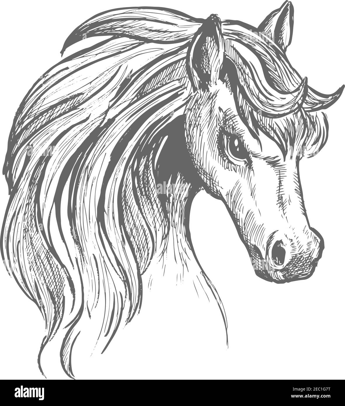 Croquis de la belle tête de jeune cheval avec une épaisse couche ondulée et un regard doux. Idéal pour l'utilisation du symbole de la faune ou de l'imprimé t-shirt Illustration de Vecteur