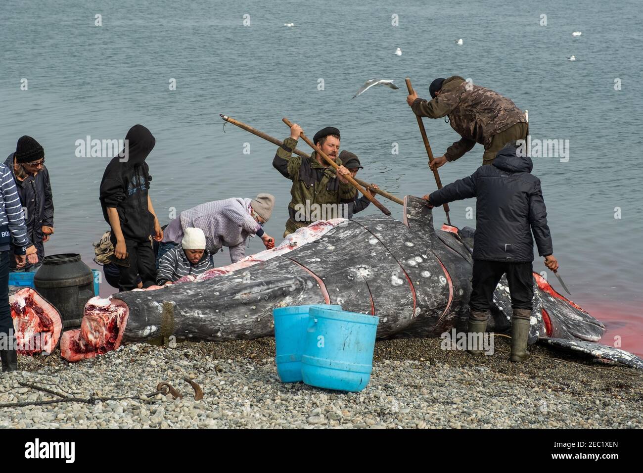 Lavrencia, région de Chukotski, Russie - 5 août 2020 : les indigènes de Chukotka ont attrapé une baleine et la coupent maintenant en morceaux. Banque D'Images