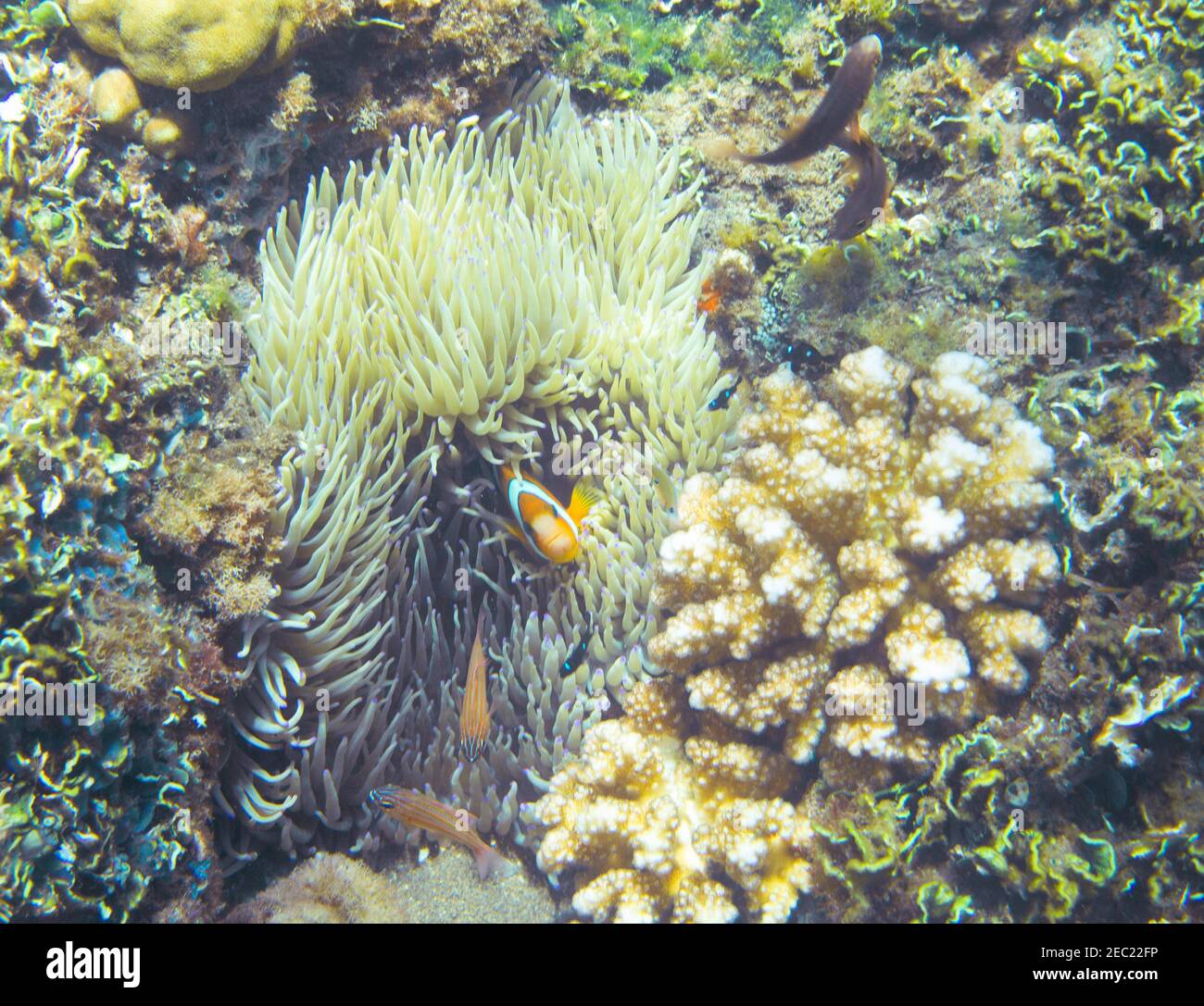 Poisson-clownfish en actinia. Photo sous-marine de l'anemonefish tropical de bord de mer. Récif de corail animal. Nature chaude de la mer. Poissons de mer et coraux colorés. Vue sur la mer Banque D'Images