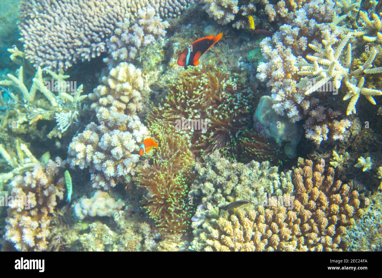 Anemonefish dans le récif de corail. Photo sous-marine des habitants de la mer tropicale. Poisson-clownfish de récif de corail. Nature tropicale de la mer. Poissons de mer et coraux colorés. ONU Banque D'Images