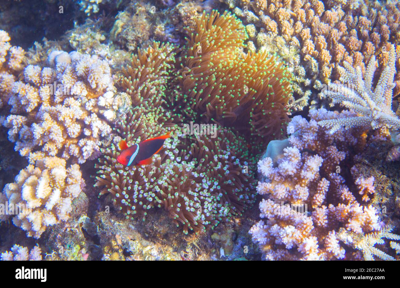 Paysage sous-marin avec poissons tropicaux. Poisson-clownfish en actinia. Photo sous-marine tropicale de bord de mer. Récif de corail et anemonefish. Poissons de mer et coraux. ONU Banque D'Images