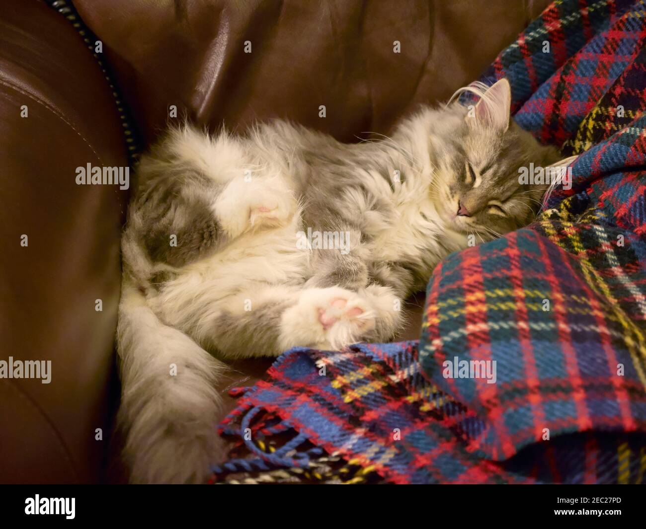 Chat de la forêt sibérienne, chaton endormi dans une chaise Banque D'Images