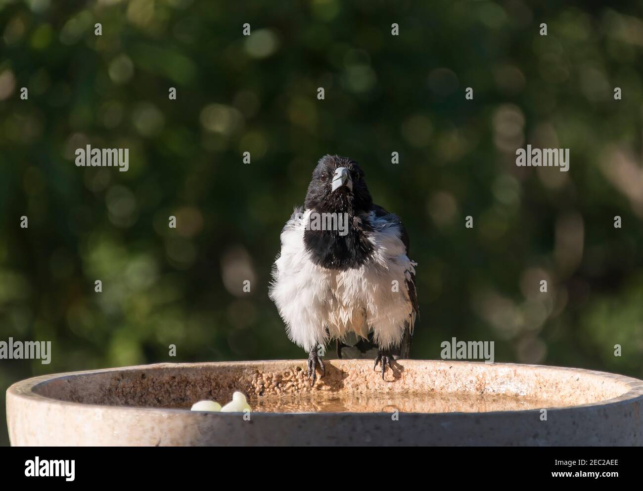 Butcherbird à pied, Cracticus nigrogularis, sur le bord du bain d'oiseau après avoir pris un bain. Secouer les plumes pour sécher. Jardin privé, Queensland Australie. Banque D'Images