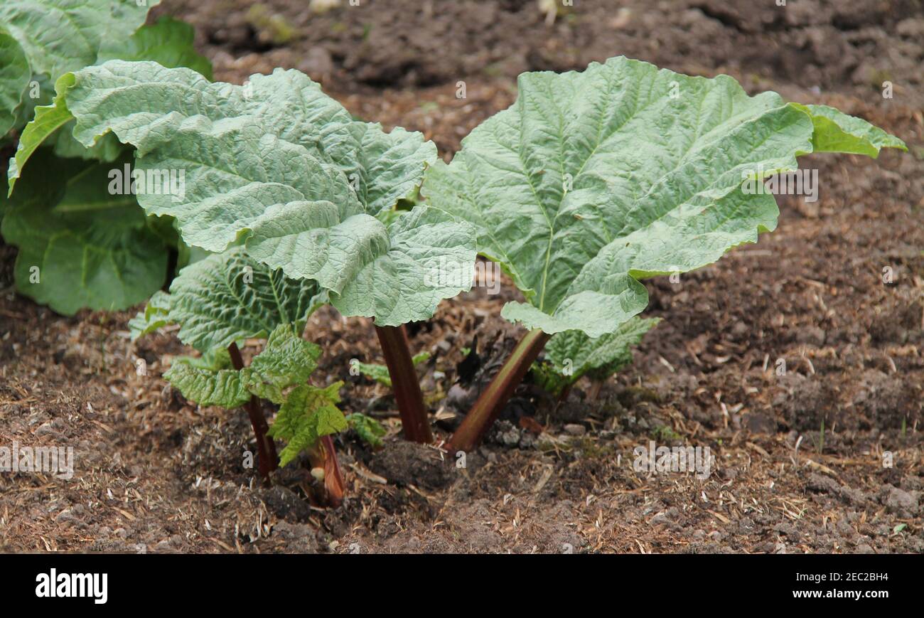 Une belle jeune plante fruitière saine Rhubarb. Banque D'Images