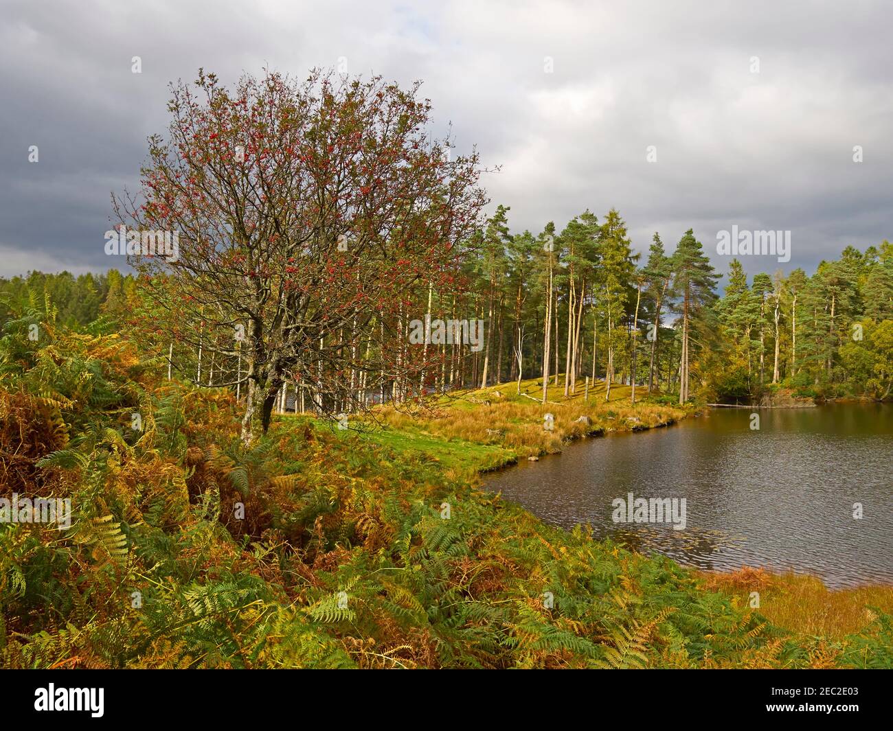 Tarn Hows, Lake District, Cumbria. Rowan couvert de baies en automne. Banque D'Images