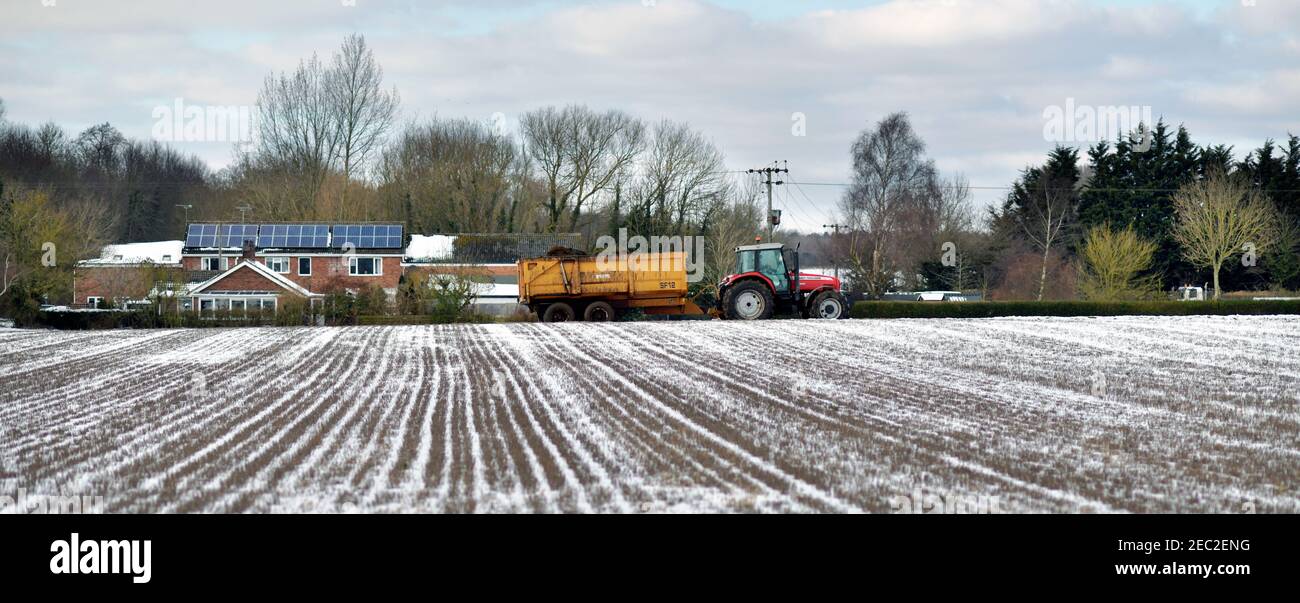 tracteur tractant une remorque carting le fumier de ferme avant l'épandage de fumier sur le terrain d'hiver ellingham norfolk angleterre Banque D'Images